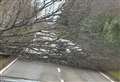 Tree-mendous Ross-shire community effort unblocks A835 after high wind havoc 