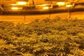 Largest-ever police crackdown on cannabis farms sees more than 1,000 arrests