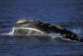 Sighting of 'critically endangered' whale ahead of major public awareness-raising event