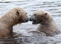 Highland polar bears go global on webcam