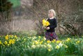 Foulis Castle daffodil tea fundraiser to boost Ukraine relief effort as Easter Ross family's poignant tradition continues 