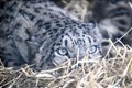 Rare snow leopards arrive in the Highlands