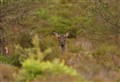 VIDEO: Disturbing footage raises fears for the mental health of Scotland's deer managers