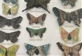 Edwardian artist's butterfly origami found hidden in loft