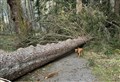 Wind takes toll on tree at Lael near Ullapool