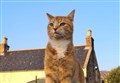 Have you seen Ghengis, Ullapool's 'celebrity' cat who is 'sorely missed' by his many 'owners'