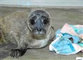 Rescued Ross seal pup still had umbilical cord 