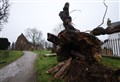 Update: 'It is sad to see it like this' – remains of fallen 800-year-old wych elm to be removed from Beauly Priory