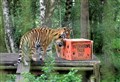 PICTURES: Highland attraction highlights work to protect endangered tigers
