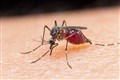 Scientists figure out what makes human blood so tasty to mosquitoes