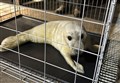 Wester Ross medics – and CalMac – throw lifeline to abandoned seal pup 