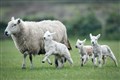 Sheep farmers could profit from letting land return to forest, study suggests
