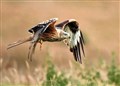 Ross-shire bird of prey deaths rise to 10