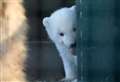 PICTURES: Sweet images of Highland Wildlife Park's polar bear cub shared as unique competition deadline looms 