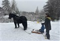 WATCH: Ullapool horse gives sleigh rides after 12-inch snowfall