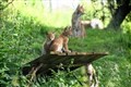 Highland lynx cubs make their debut