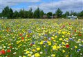 Wildflower meadow plans seek Ross communities' help