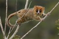 Extinctions ‘may threaten Madagascar’s biodiversity for 23 million years’