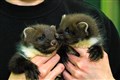 Alness attic alert as orphaned pine marten kits' cries for help heeded