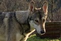Owner calls off search for missing Alladale wolfdog