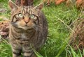 Scottish wildcat kittens set to be released into the Cairngorms in 2023