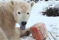 What did this Highland polar bear's birthday cake contain? 