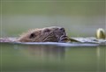 New research shows Scots want beavers moved not shot