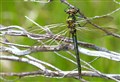 New dragonfly habitat created on Highland estate