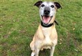 Dog still looking for a home 500 days on: 'We really don’t know why he is continually overlooked' 