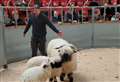 Good turnout for rare breeds sale at Dingwall