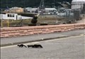 WATCH: Worker captures family of mink crossing Inverness riverside road