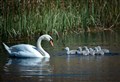 Swan death at Highland campus being investigated