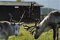‘Large number’ of reindeer block major road in Suffolk