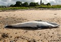 Minke whale washed up on Highland beach seen to have netting in its mouth