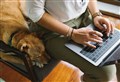 Survey finds half of remote workers favour dog policies at work 