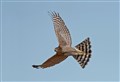 Moy Estate gamekeeper stuffed sparrowhawk in bag after shooting it from sky