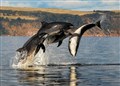 Firth dolphins gross £20k each a year