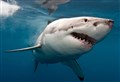 Google great white shark alert makes waves in Fortrose 