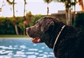 Tips to keep your dog safe from the summer heat 