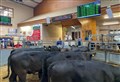 Dingwall mart cattle prices from major sale 