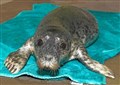 Orphaned seal pup found asleep on Highland beach