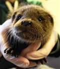 Rescue cub is 'otterly' adorable