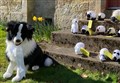 Lambs on the loose in Tain – Can you help round them up? 