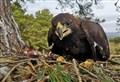 Trio of golden eagles tagged with latest technology