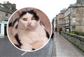 Appeal to find forever home for Tain's 'most unwanted' cat after record-breaking six months in care
