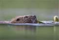 Highlands have suitable sites for beavers, say campaigners as killing starts