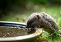 Can you help feed wildlife in the Highlands over the summer months?