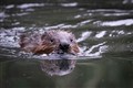 Beavers to return to Cairngorms after 400 years