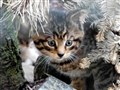 Highland wildcat kittens venture out