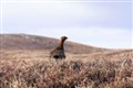 Loch Ness estates count cost of poor grouse season
